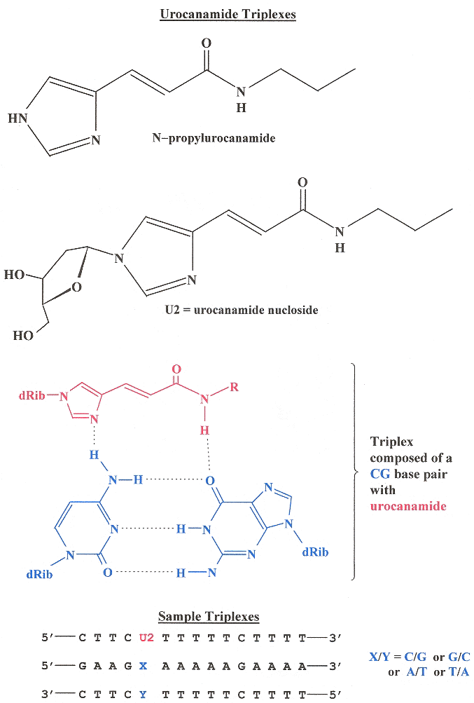 Urocanamide DNA Triplexes
